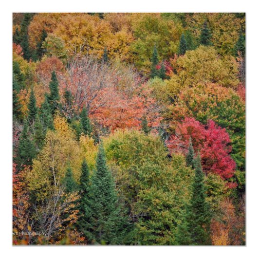 Orange Red Bush Poster (Vorderseite)