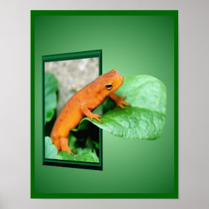 Orange Red Eft Salamander aus Bilderkunst Poster