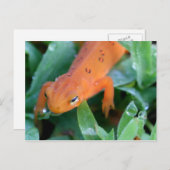 Orange Red Eft Salamander Nature Postkarte (Vorne/Hinten)