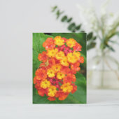 Orange-Red Lantana Postkarte (Stehend Vorderseite)