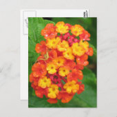 Orange-Red Lantana Postkarte (Vorne/Hinten)