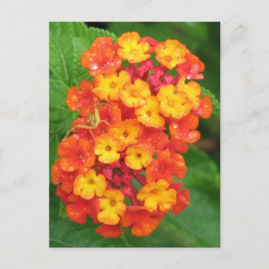 Orange-Red Lantana Postkarte (Vorderseite)