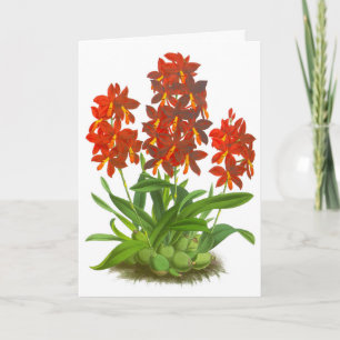 Orange Red Orchid Blume Blank Note Card Karte