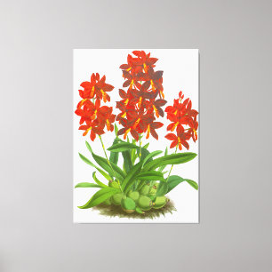Orange Red Orchid Blume_GA - Canvas Print Leinwanddruck