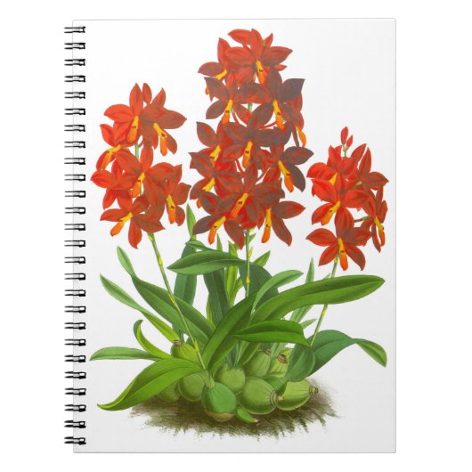 Orange Red Orchid Blume_GC Notebook Notizblock (Vorderseite)