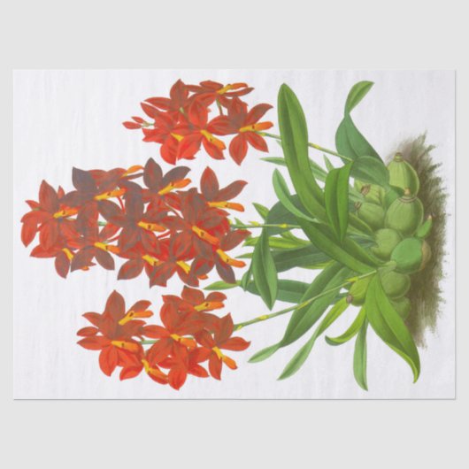 Orange Red Orchid Blume Tissue Paper Seidenpapier (Vorderseite)
