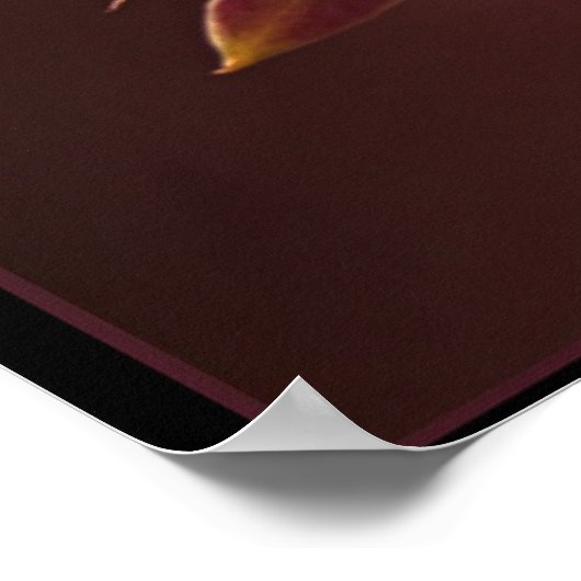 Orange-Red Orchid Poster (Ecke)