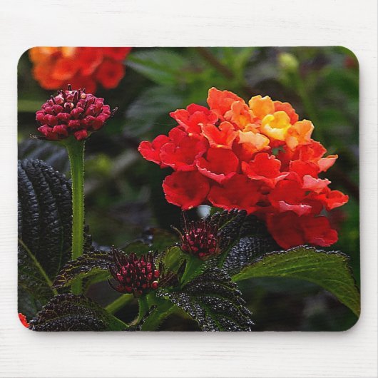 Orange Red Trailing Lantana #1-2 Mouse Pad Mousepad (Vorne)