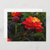 Orange Red Trailing Lantana #1-2 Postcard Postkarte (Vorne/Hinten)