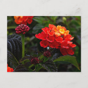 Orange Red Trailing Lantana #1-2 Postcard Postkarte