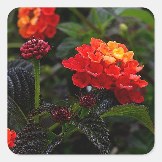 Orange Red Trailing Lantana #1-2 Stickers (Vorderseite)