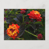 Orange Red Trailing Lantana #1 Postcard Postkarte (Vorderseite)
