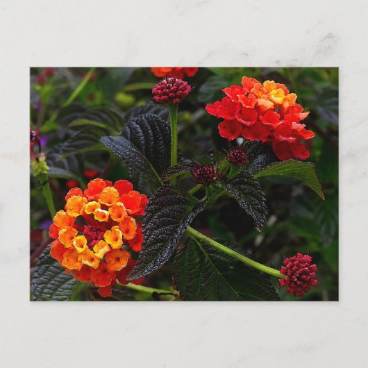 Orange Red Trailing Lantana #1 Postcard Postkarte (Vorderseite)