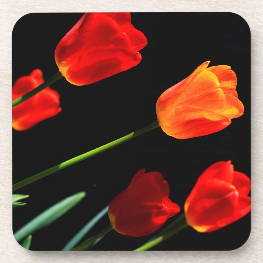 Orange Red Tulip Blume Schwarzer Hintergrund Getränkeuntersetzer (Vorderseite)