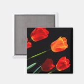 Orange Red Tulip Blume Schwarzer Hintergrund Magnet (Vorderseite/Rückseite)