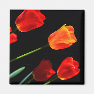 Orange Red Tulip Blume Schwarzer Hintergrund Magnet