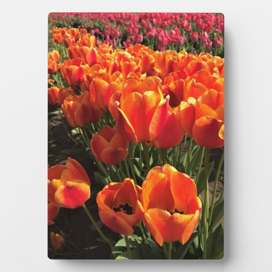 Orange & Red Tulips Fotoplatte (Vorderseite)