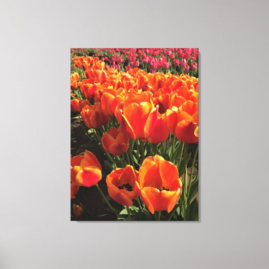 Orange & Red Tulips Leinwanddruck (Vorderseite)