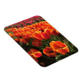 Orange & Red Tulips Magnet (Rechte Seite)
