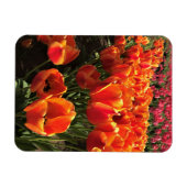 Orange & Red Tulips Magnet (Horizontal)