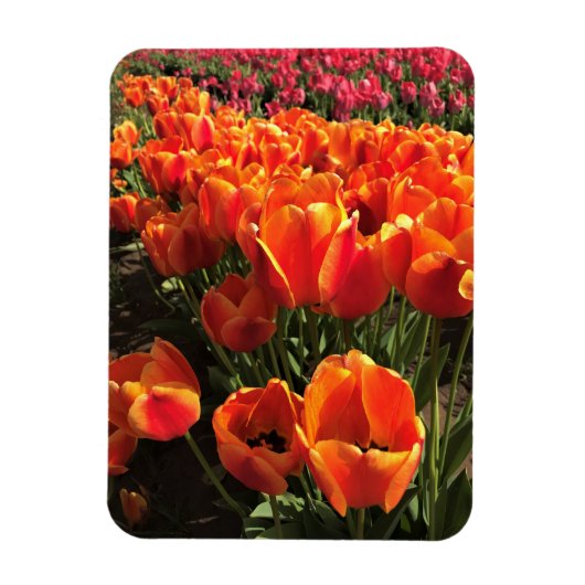 Orange & Red Tulips Magnet (Vertikal)
