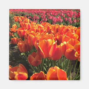 Orange & Red Tulips Magnet
