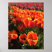 Orange & Red Tulips Poster (Vorne)
