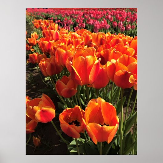 Orange & Red Tulips Poster (Vorne)
