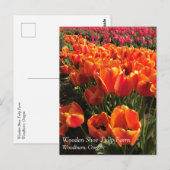 Orange & Red Tulips Postkarte (Vorne/Hinten)