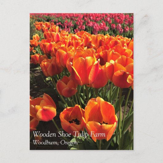 Orange & Red Tulips Postkarte (Vorderseite)