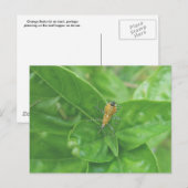 Orange Reduvid Postkarte (Vorne/Hinten)