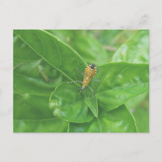 Orange Reduvid Postkarte (Vorderseite)