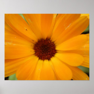 Orange Regen Gänseblümchen Druck Poster