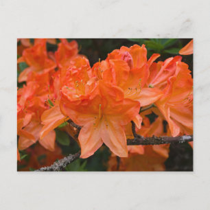 Orange Rhododendron Blume Postkarte
