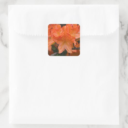 Orange Rhododendron Blume Stickers (Tasche)