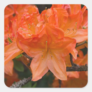 Orange Rhododendron Blume Stickers