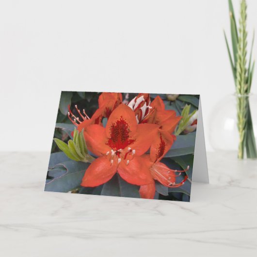 Orange Rhododendron Card Karte (Vorderseite)