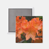 Orange Rhododendron Flower Magnet (Vorderseite/Rückseite)
