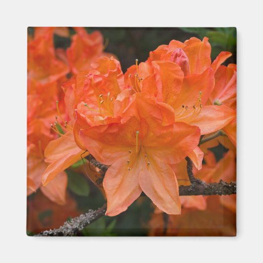 Orange Rhododendron Flower Magnet (Vorne)