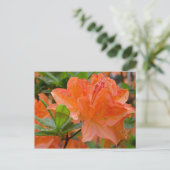 Orange Rhododendron Lemonara Blume Postkarte (Stehend Vorderseite)