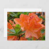 Orange Rhododendron Lemonara Blume Postkarte (Vorne/Hinten)