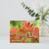 Orange Rhododendron Postcard Postkarte (Stehend Vorderseite)