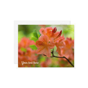 Orange Rhododendron Postcard Postkarte