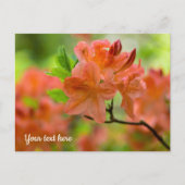 Orange Rhododendron Postcard Postkarte (Vorderseite)