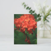 Orange Rhododendron Postcard Postkarte (Stehend Vorderseite)