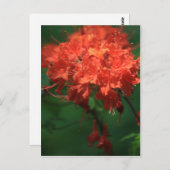 Orange Rhododendron Postcard Postkarte (Vorne/Hinten)