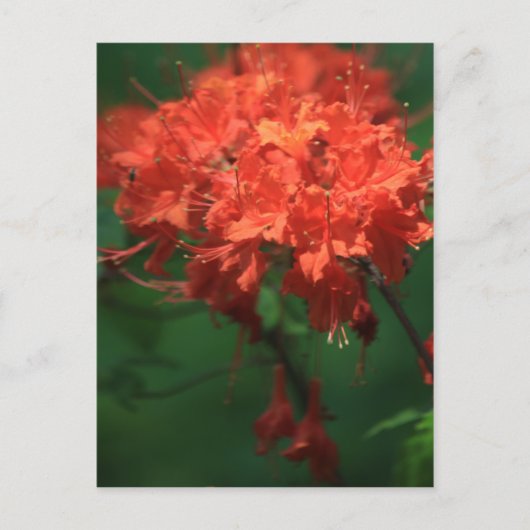 Orange Rhododendron Postcard Postkarte (Vorderseite)