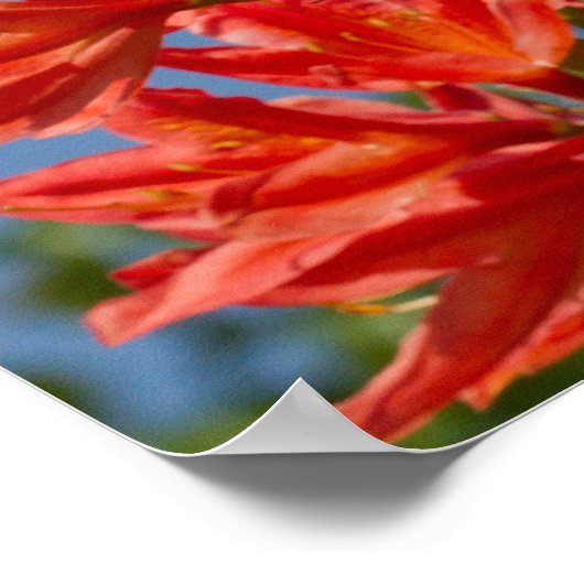 ‚Orange Rhododendron‘ Poster (Ecke)