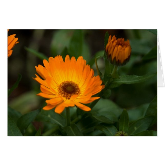 Orange Ringelblume | Orangefarbene Ringelblume (Vorderseite (Horizontal))