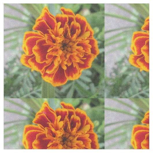 Orange Ringelblumen-Blume Stoff (Nahaufnahme)